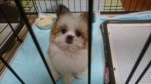 天国からぽっぽ家の行く末を見守って下さい。